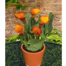 Flower Seeds Shein 50pcs Calla Lily Flower Seeds