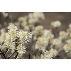 Heckenpflanzen Fothergilla Major Federbuschstrauch 30– 40 cm
