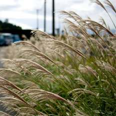 Perenni Plant in a Box Miscanthus Sinensis Kleine Silberspinne Altezza 20-30cm