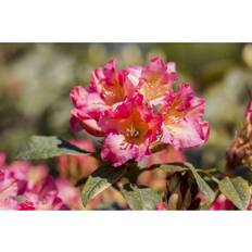 Stauden Rhododendron Yakushimanum Barbarella Rosa Blüten 40–50 cm