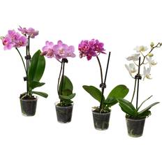 IKEA Phalaenopsis Krukväxt Orkidé 6 cm Konstgjord växt