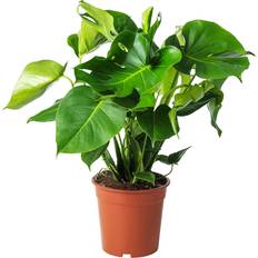 IKEA Monstera Krukväxt 21 cm Konstgjord växt