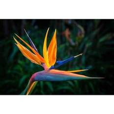 Pots, Plants & Cultivation Shein 1000pcs Orange Bird Of Paradise Flower Seed