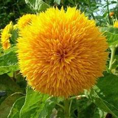 Pots, Plants & Cultivation Shein 900 Seeds Teddy Bear Sunflowers Golden Yellow