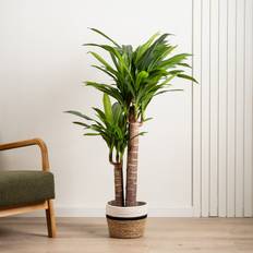 Triple Stem Yucca Tree Black Pot