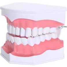 Dentures & Dental Splints Greenzech Dental Adult Education Teaching Model