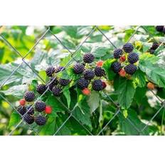 Pots, Plants & Cultivation Shein Black Raspberry Rubus Leucodermis Fruit Bush 50 Seeds