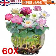 Pots, Plants & Cultivation Shein Lotus Mix Seeds Water Nelumbo Lily Bonsai