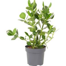 Krukväxter IKEA Clusia Krukväxt 24 cm