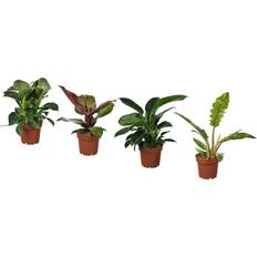 Krukväxter IKEA Philodendron Krukväxt 12 cm