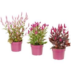 Krukväxter IKEA Celosia Krukväxt 19 cm
