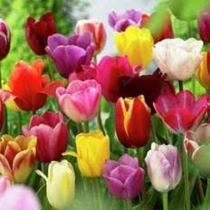 Pots, Plants & Cultivation Shein 300 Kinds Of Mixed Tulip Seeds