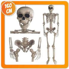 Skelette 160cm Halloween Skelett Anatomie Figur