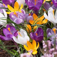 Crocus Species Mixed Pack 30 Bulbs
