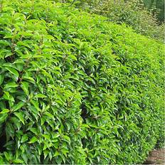 Hedge Plants Prunus Evergreen Hedging Plant Portuguese Laurel 20-40cm 15 Plants