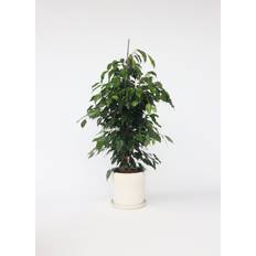 Krukväxter på rea Plant in a Box Benjaminfikus Danielle H 100 cm