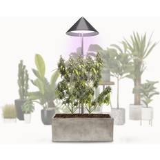 Gewächslampen VENSO EcoSolutions Parus LED Pflanzenlampe Canna 30 W Anthrazit
