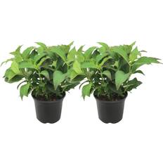 Stauden Plant in a Box Hortensie 2 Stk 25-40cm