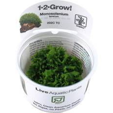 Monosolenium Tenerum 1-2-Grow
