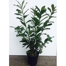 Kirsebærlaurbær Prunus Novita 21 cm Potte Staude