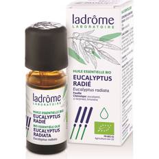 Eucalyptus Radiata Eterisk Olja 10ml
