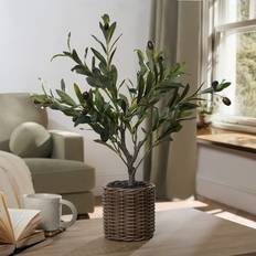 Small Olive Tree in Basket 100 cm