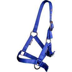Halter Foal Horse - Bleu