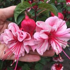 Shein 100pcs Fuchsia Bonsai Flower Seeds