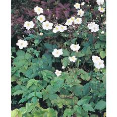 Växter Omnia Garden Höstanemon Anemone Hybrida Honorine Jobert 10-pack