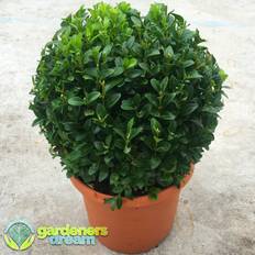 Buxus Sempervirens Ball 20 cm