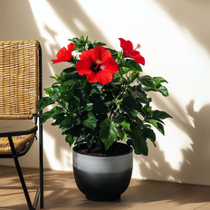 Planten Plant in a Box Chinese Roos Hibiscus Rosa Sinensis Rood 17cm 40-50cm