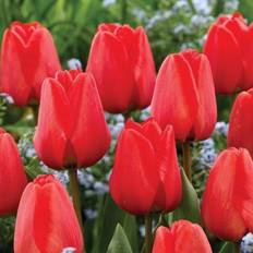 Perennials Van Zyverden Tulips Apeldoorn Set of 12 Bulbs