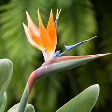 Strelitzia Regina Bird of Paradise Pair 9cm Pots
