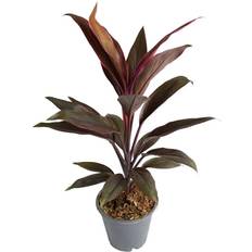 Pink Plants Cordyline Kiwi