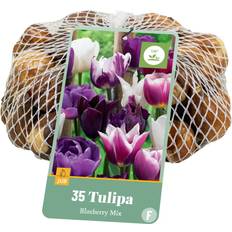 Planten Plant in a Box Tulpenbollen Set Van 35 Tulipa Blueberry Paars