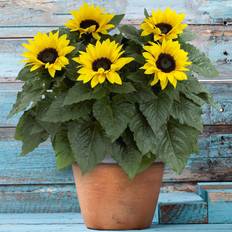 Potted Plants GardenersDream Outdoor Sunflower Potted Garden Plant 20-30 cm