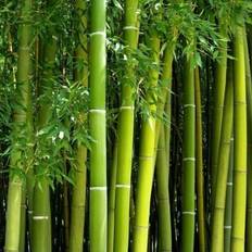 Pots, Plants & Cultivation Shein Giant Bamboo Seeds For Planting 100+