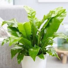 Potted Plants Primrose Asplenium Nidus Birds Nest Fern Houseplant 20cm