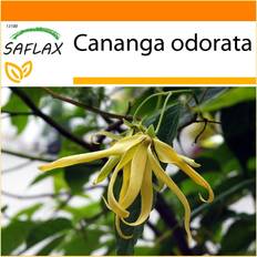 Plant Kits Saflax Garden In The Bag Perfume Tree Ylang 10 Seeds