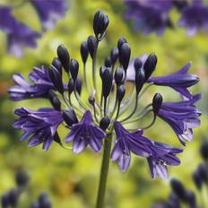 Agapanthus Black Buddhist Flower Bulb One Size