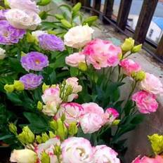 Pots, Plants & Cultivation Shein Lisianthus Seeds Pack of 100