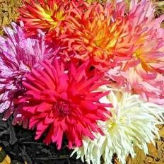Pots, Plants & Cultivation Shein Zinnia Seeds Cactus Flower Autumn Mix 200pcs