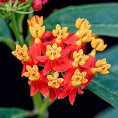 Pots, Plants & Cultivation Shein 249pcs Milkweed Seeds Food Host Plant