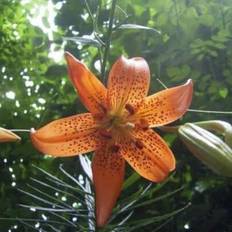 Pots, Plants & Cultivation Shein Turks Cap Lily Garden Seeds 100+