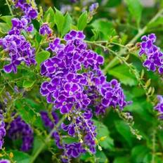 Pots, Plants & Cultivation Shein Duranta Erecta Golden Dewdrop 100 Seeds