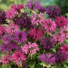 Pots, Plants & Cultivation Shein Bee Balm Mix Seeds 200 Pcs