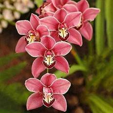 Pots, Plants & Cultivation Shein Cymbidium Orchid Seeds For Planting 100 Mixed Silk