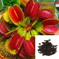 Pots, Plants & Cultivation Shein 100 Pcs Flytrap Venus Seeds