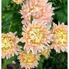 Pots, Plants & Cultivation Shein 500pcs 30 King Apricot Aster Seeds