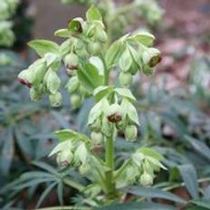 Pots, Plants & Cultivation Stinking Hellebore Perennials Flowering 2L Pot